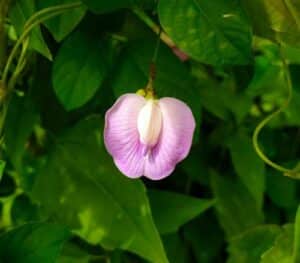 Clitoria ternatea - Pink Butterfly Flower - Dr. Keelee MacPhee's photo gallery